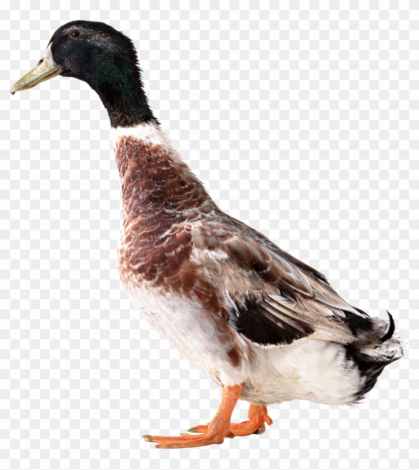 Download Png Image Report - Duck Pngs #1264433