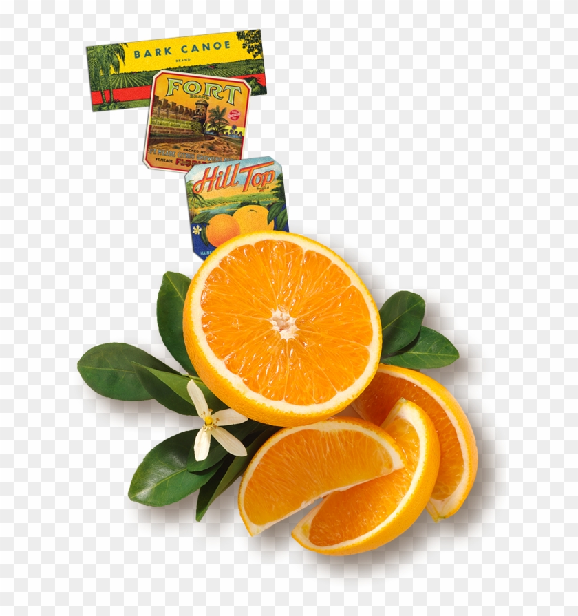 Florida's Natural Orange Juice The Best Orange Juice - Rangpur #1264761