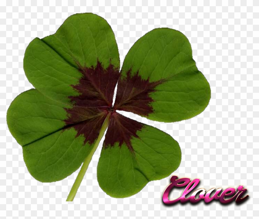 Clover Png File - Clover Png File #1264921