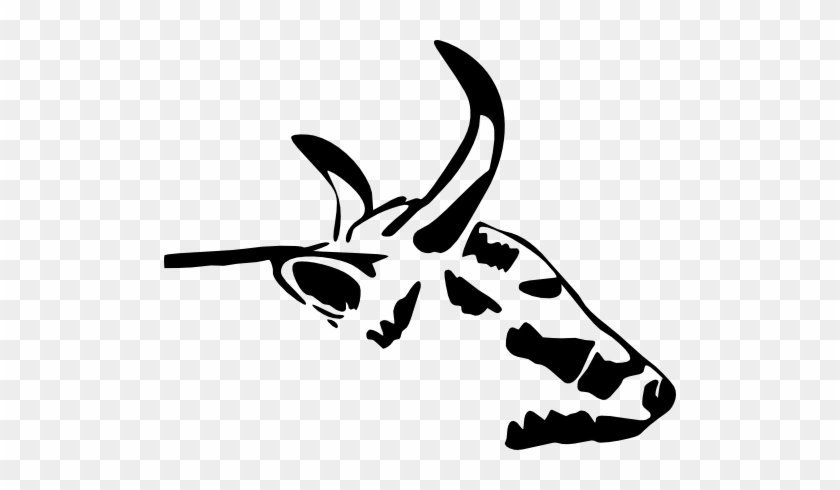 Cow Head #201659