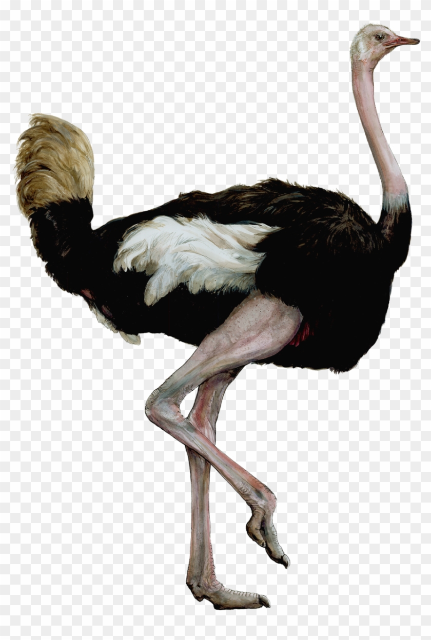 Ostrichsmaller - Bird - Free Transparent PNG Clipart Images Download