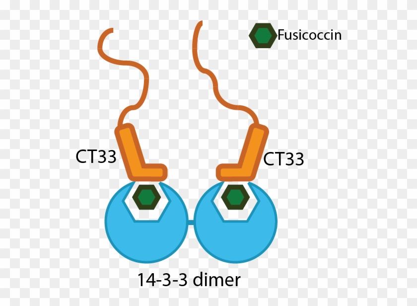 T Tu Eindhoven Ct1433 Dimer Interact - T Tu Eindhoven Ct1433 Dimer Interact #1271369