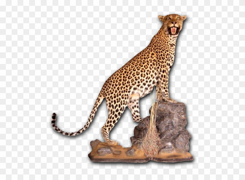 Leopard - Full Mount - Taxidermy #1277510