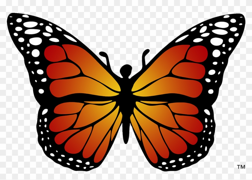 click the  monarch butterfly coloring page  free