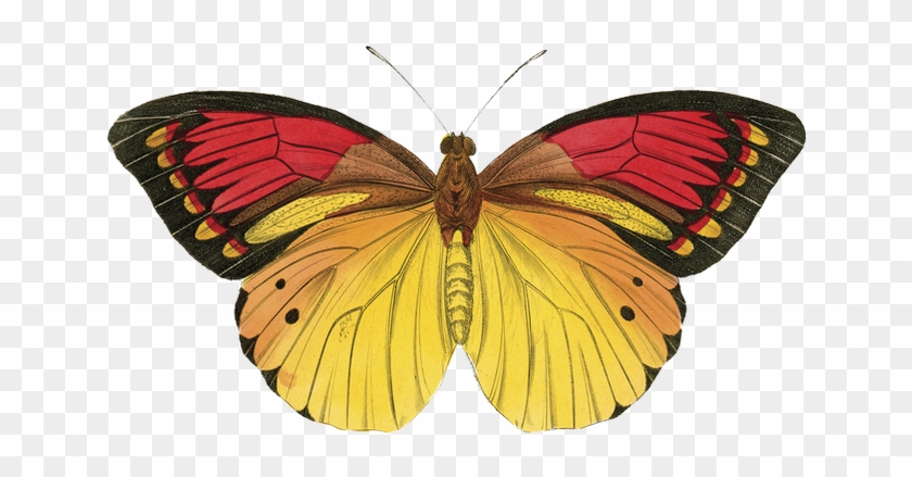 Ola Pakitos N Vim Trazer Png's De Brabuletas, Espero - Posterazzi Butterfly Theme Iii Poster Print By Susan #1280721