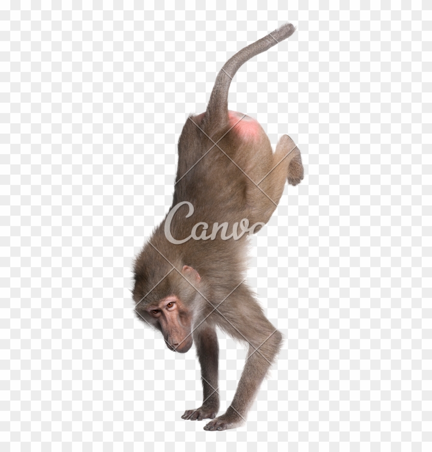 Baboon Performing A Hand Stand - Baboons #1280795