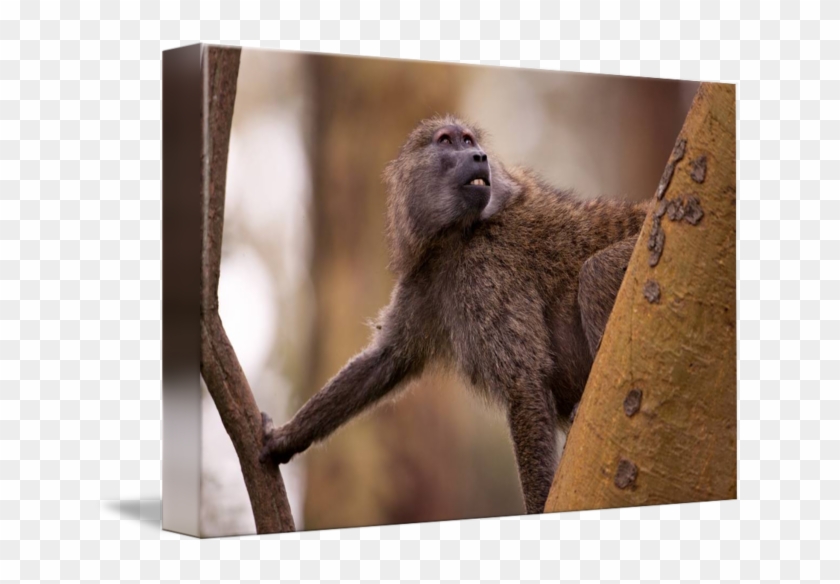 Baboon #1280806