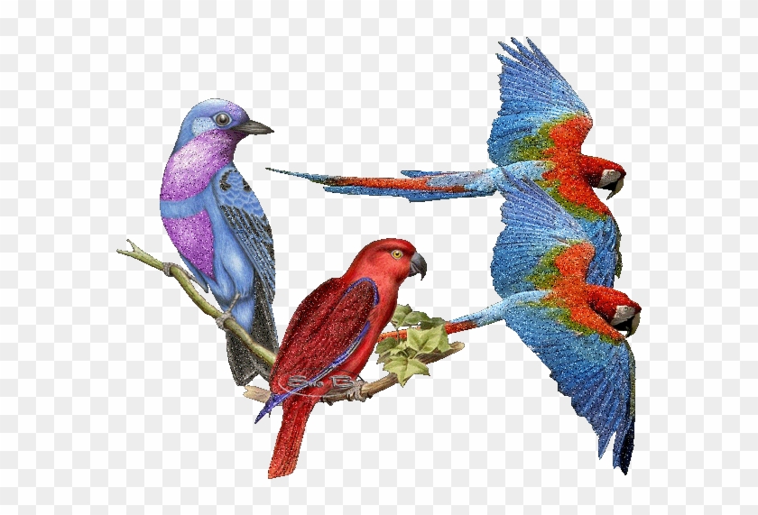 Birds Sticker - Macaw Gif Transparent #1285196