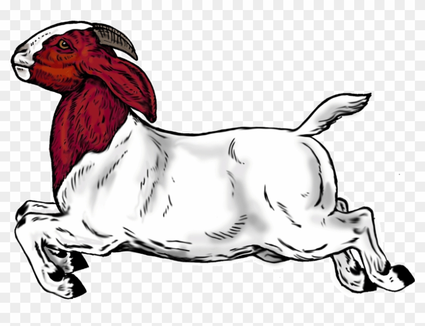 boer goat vector