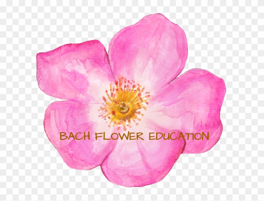 Flower Essence Classes And Training - Virginia Rose #1286884