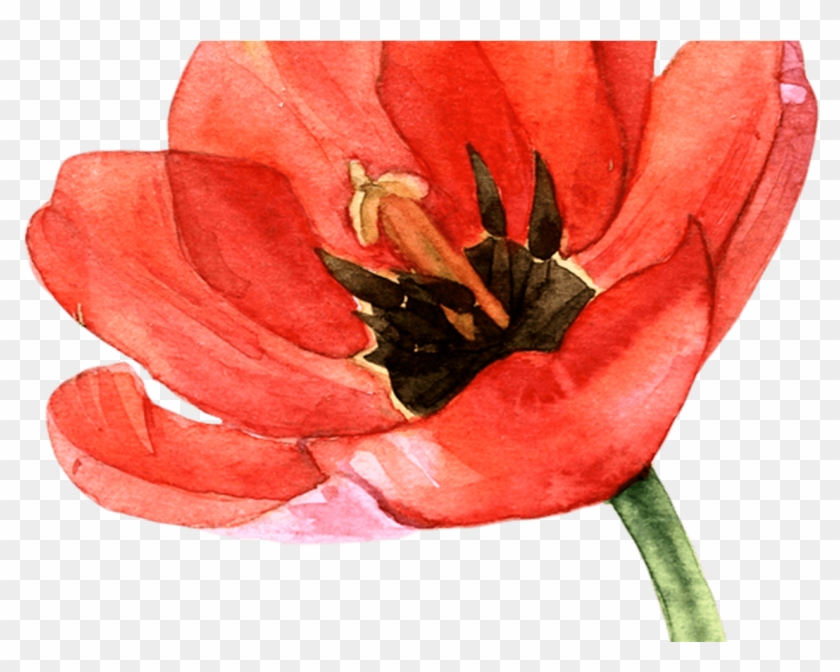 Watercolor Tulips Pinterest Watercolor, Tulip - Corn Poppy #1287680