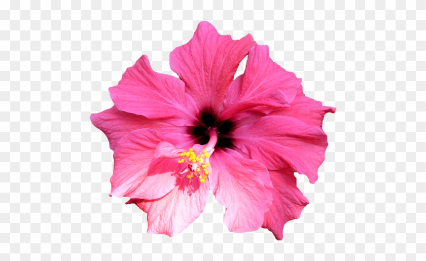 写真イメージ - Chinese Hibiscus #1288169