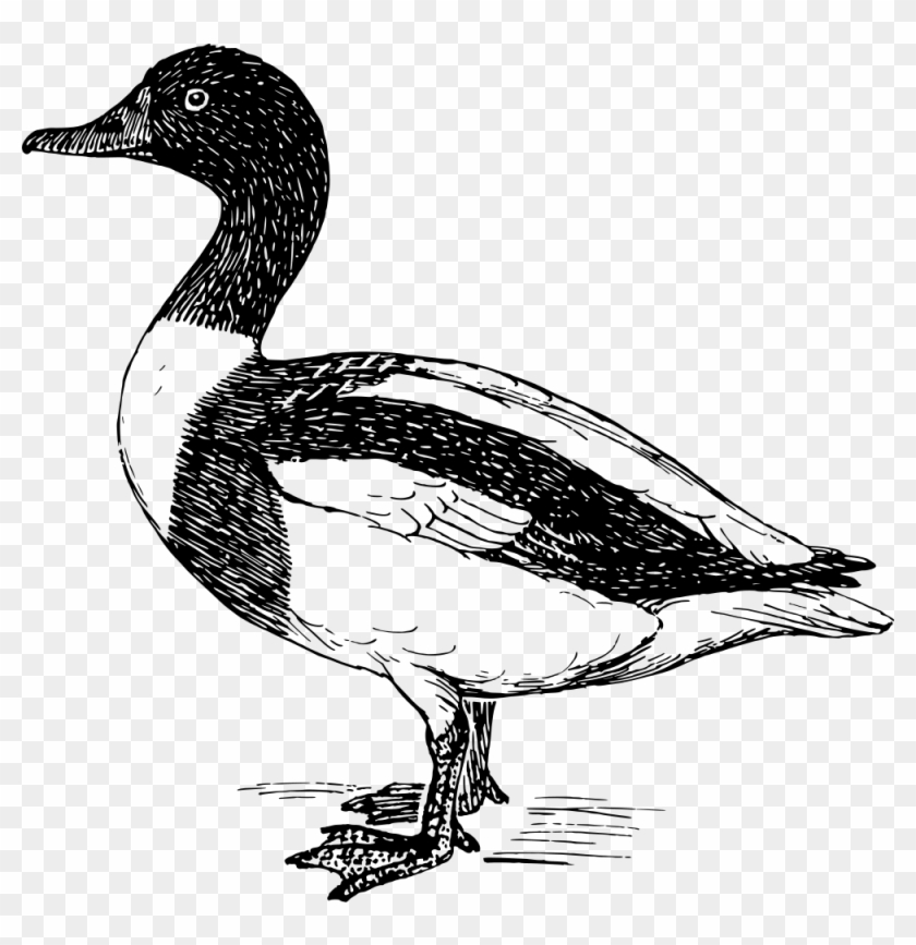 Clip Art Details - Waterfowl Clipart #1293331