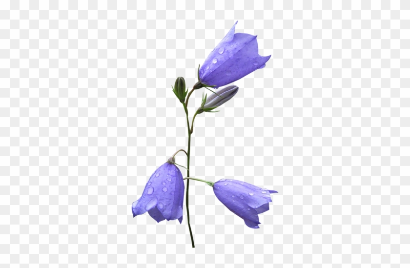 [ Img] - Harebell #1294094