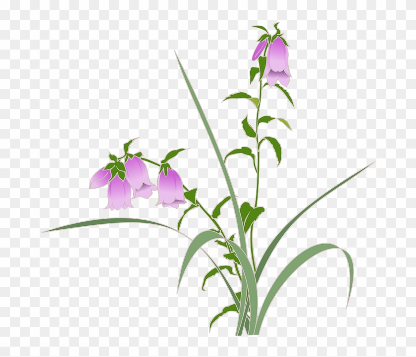 Bellflower Png 7 Buy Clip Art ホタルブクロ 背景 フリー イラスト Free Transparent Png Clipart Images Download