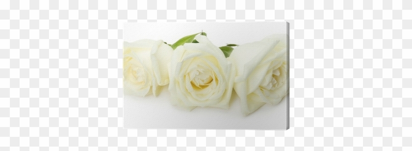 White Roses Isolated On The White Background Canvas - Rose #1295388