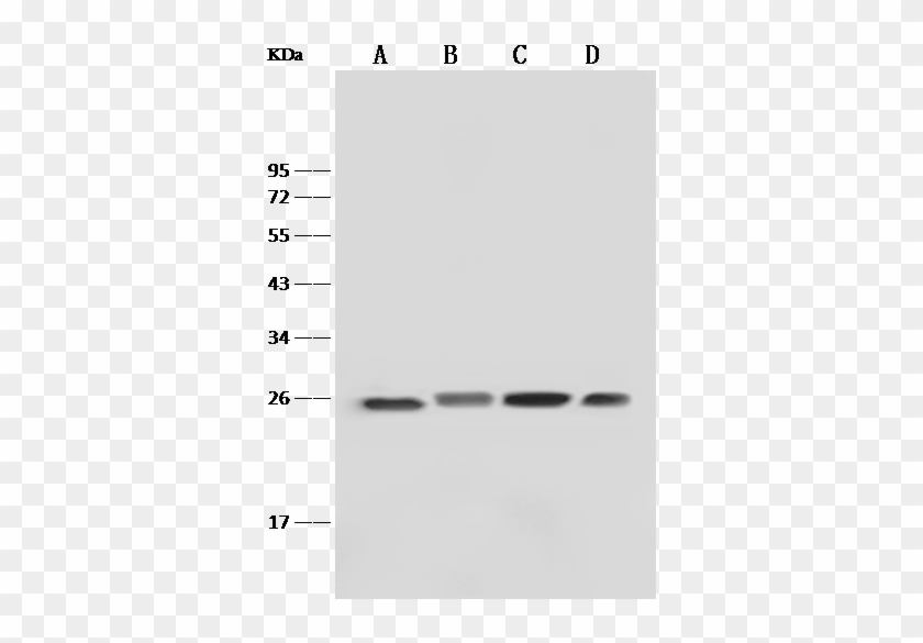 Human Gstp1 Western Blot - Monochrome #1296091