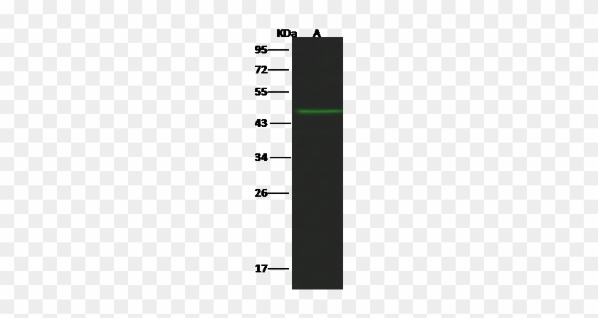 Human Gfral Western Blot - Human Gfral Western Blot #1296123