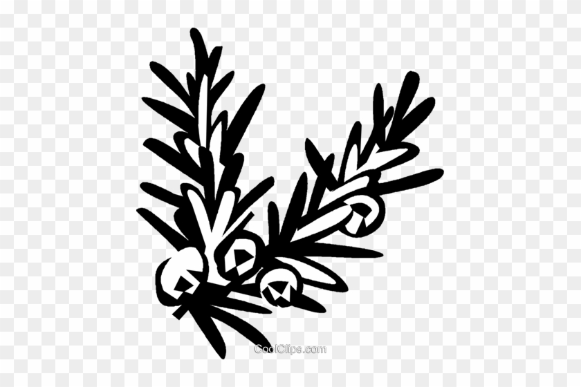 Juniper - Clip Art #1296296