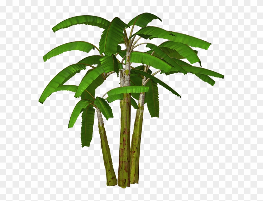 Jungle Trees High Resolution Clipart - Banana Tree Transparent Background -  Free Transparent PNG Clipart Images Download