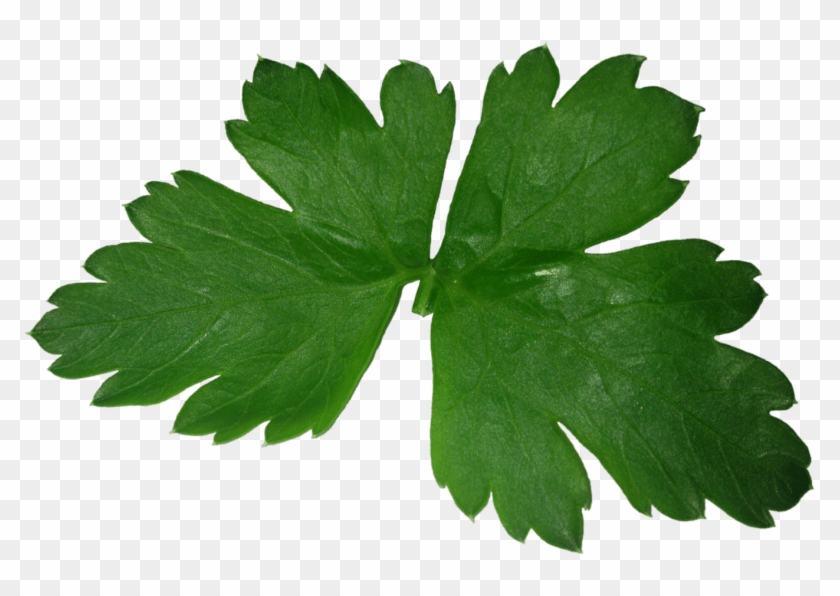 Free Png Parsley Png Images Transparent - Parsley Leaves Png #1298493