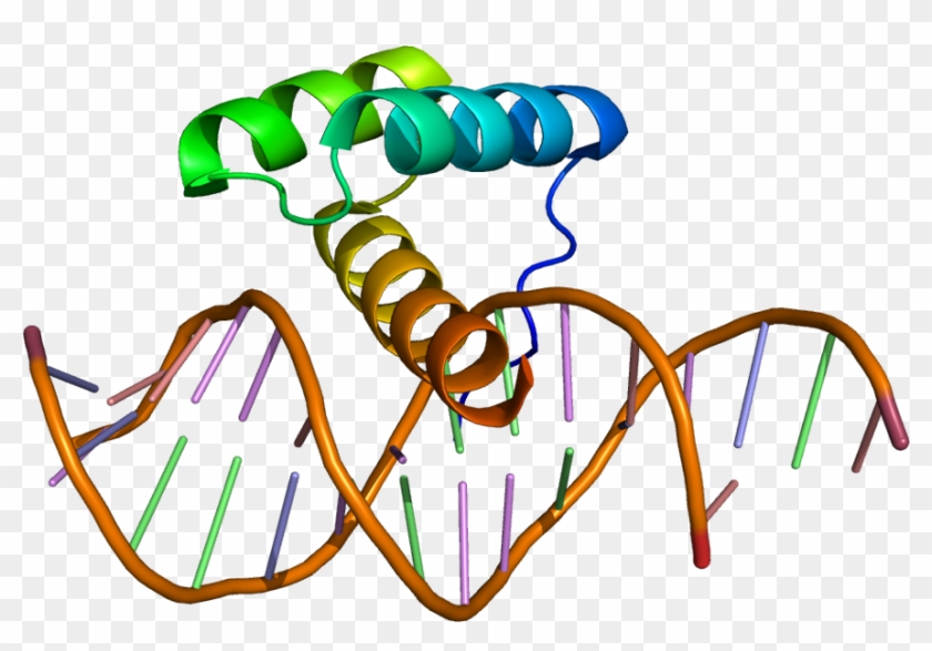 Homeobox Protein #1303156