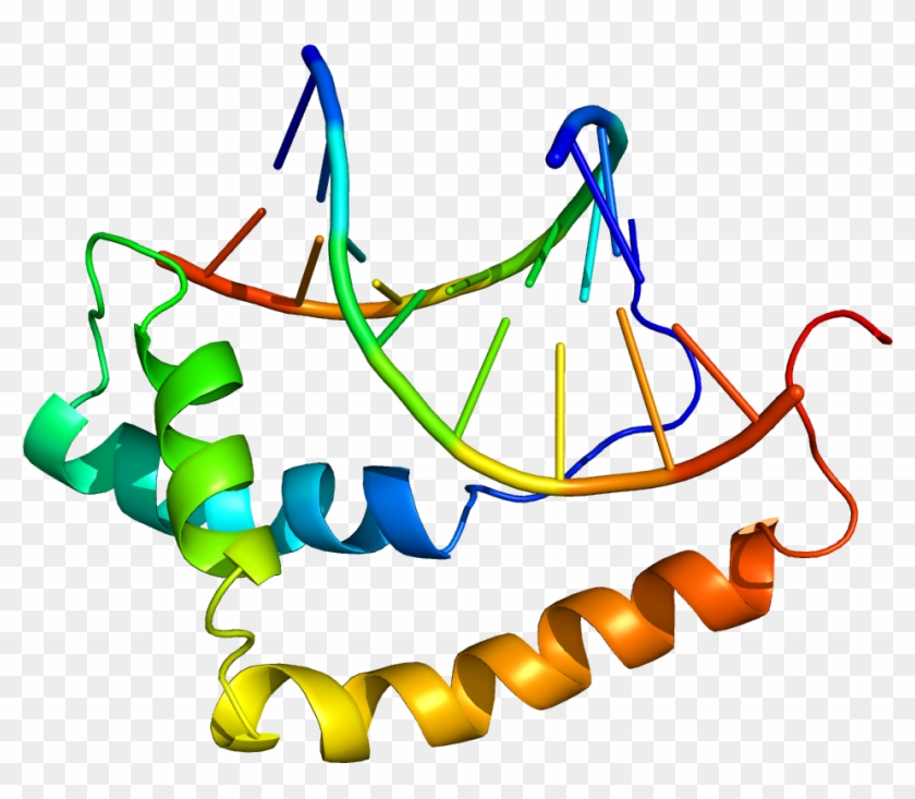 Sox9 Protein #1303209