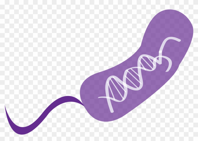 Scientists Discovered Crispr By Analyzing The Immune - Scientists Discovered Crispr By Analyzing The Immune #1303215