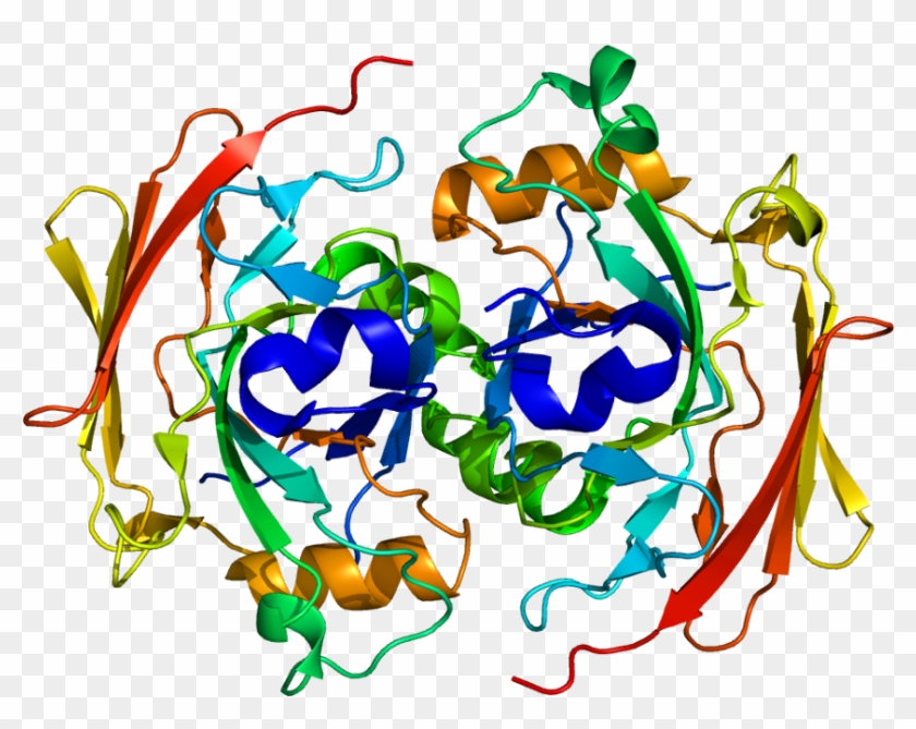 Tropomyosin Receptor Kinase A #1303218