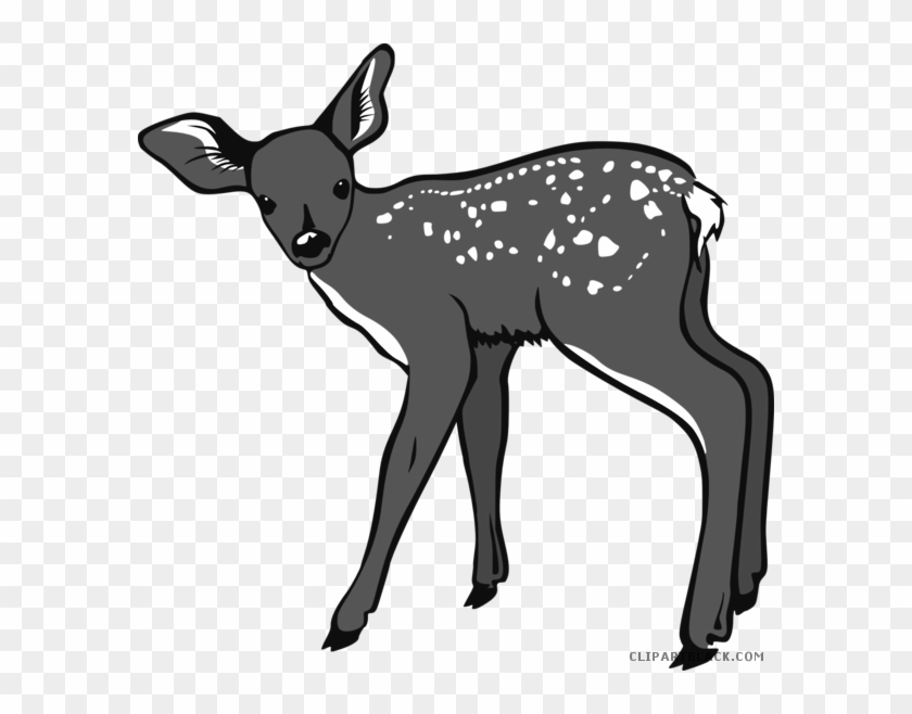 Baby Deer Animal Free Black White Clipart Images Clipartblack - White Tailed Deer Cartoon #1306849