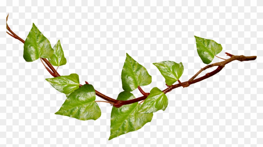 Green Branch Cliparts - Vine With Transparent Background #28998