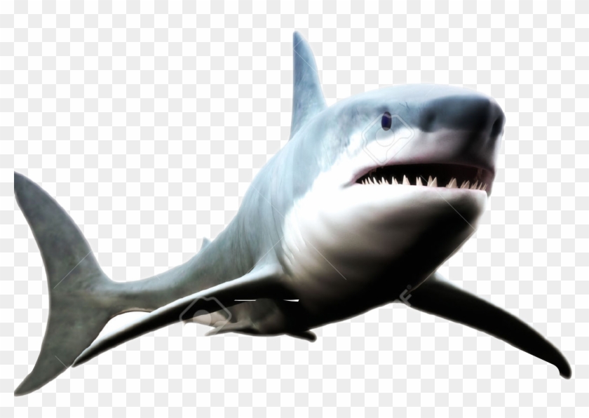 Tiger Shark Clip Art #1314100