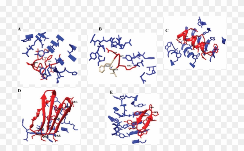 Molecular Model Or Solved Crystal Structures Of Peptide - Calligraphy #1317051