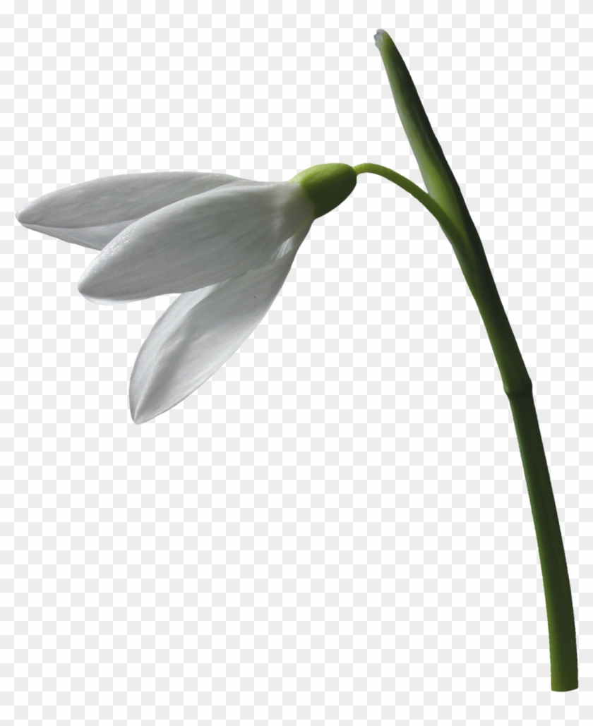 Snowdrop Flower Plant Leucojum Vernum Clip Art - Clip Art - Free ...