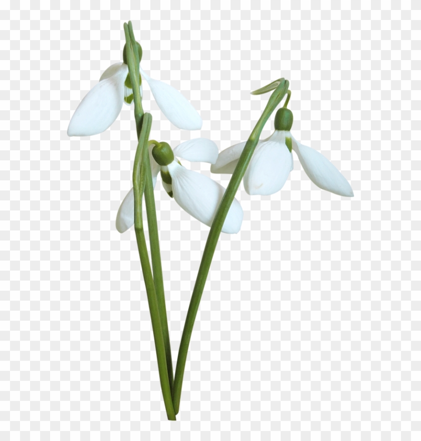 Snowdrops - Подснежники На Прозрачном Фоне #1321017