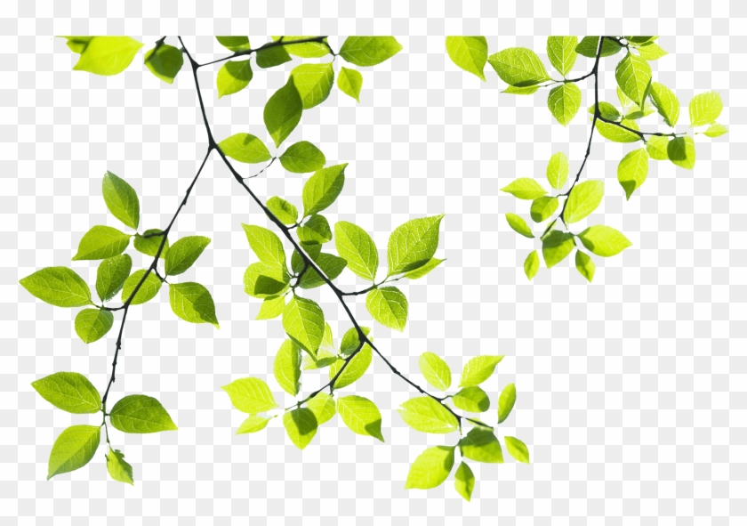 Tree Branch Landscape - Tree Branches Png Hd #1322586