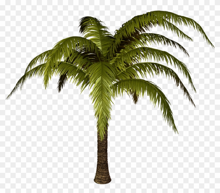 coconut tree vector png hd cat s blog coconut tree vector png hd cat s blog