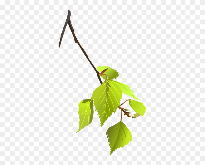 Tree Branch - Birch Leaf Clip Art #1322654