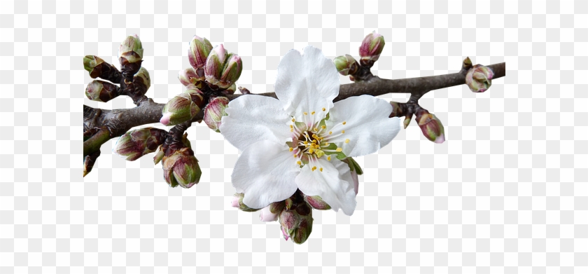 Buds, Blossom, Almond - Almond Blossom Png #1322790