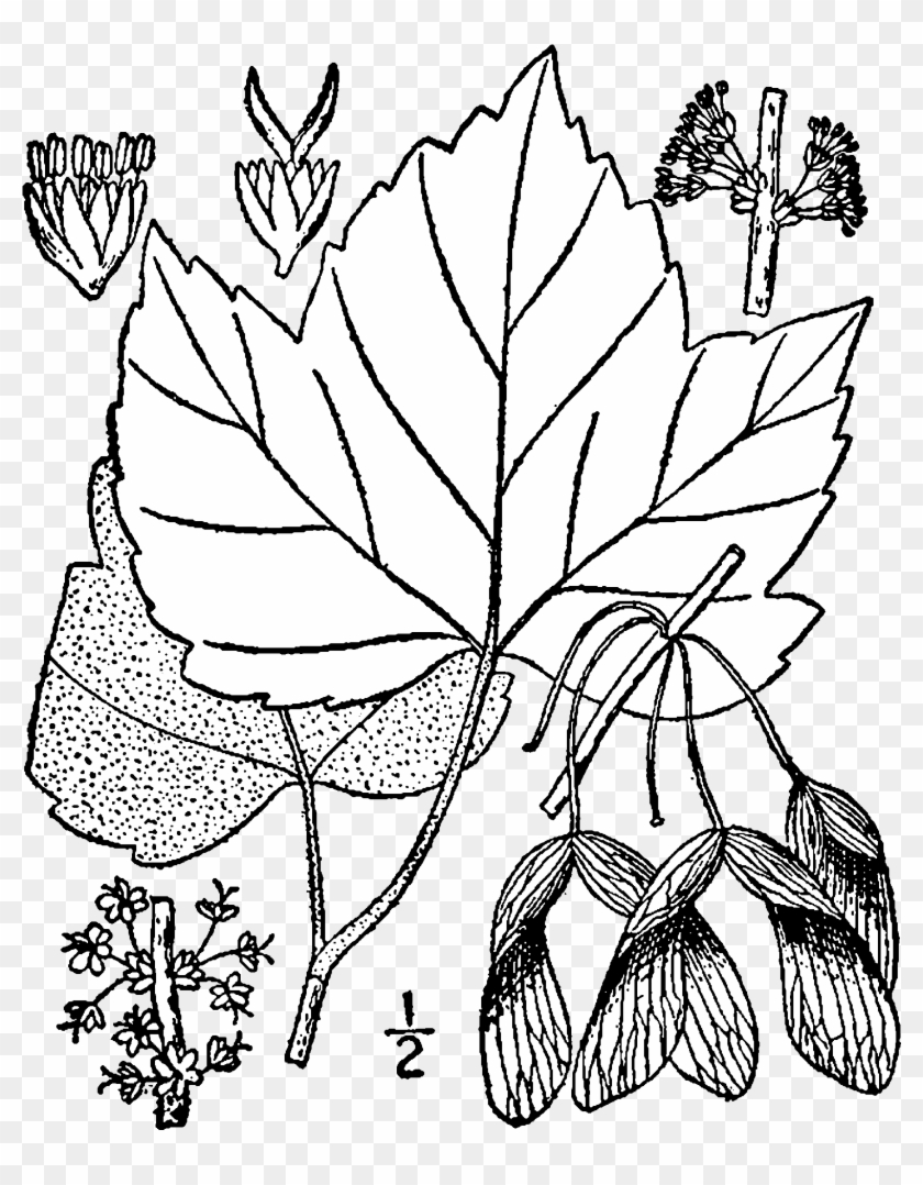 Fileacer Rubrum Drummondii Drawing - Acer Pensylvanicum Drawing #1323549