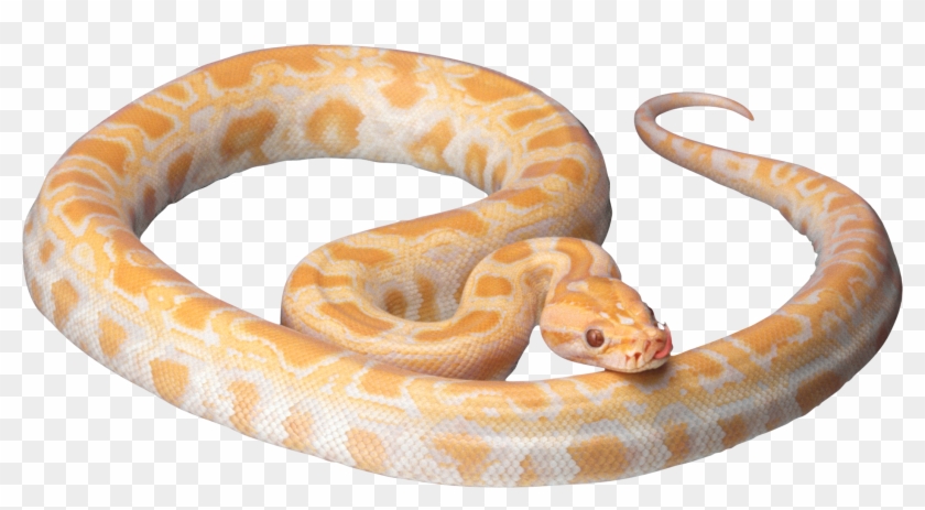 Snake Clipart Photos 10 - White And Orange Snake #1323739