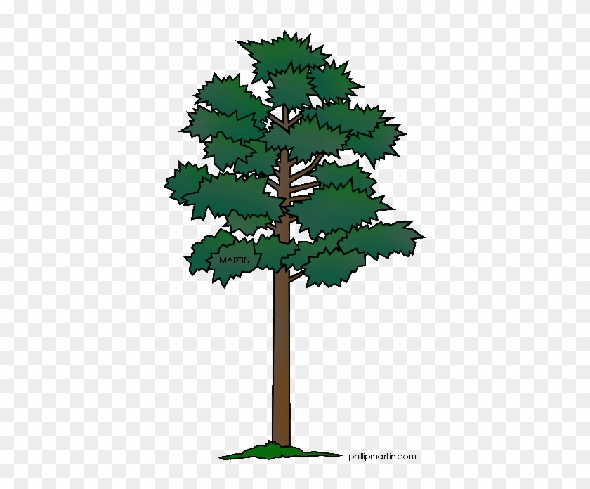 Pine Clipart Long Tree - Pine Tree Clip Art #1324621