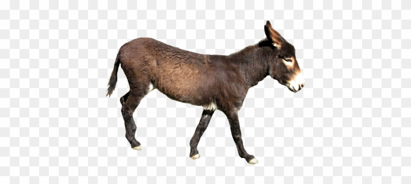 Realistic Clipart Donkey - Donkey No Background #1328084