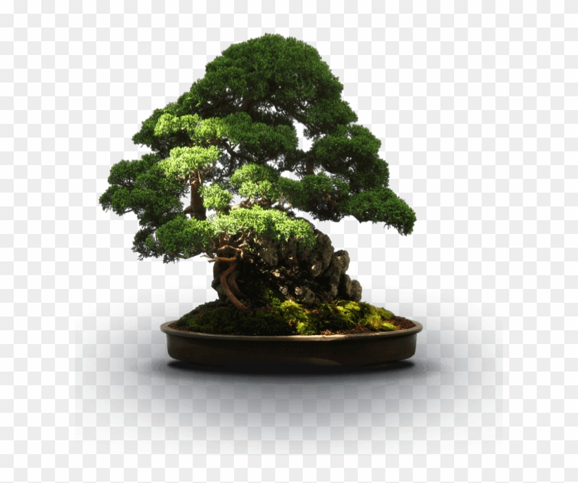 National Bonsai Foundation 101 Essential Tips Bonsai - Bonsai #1330491