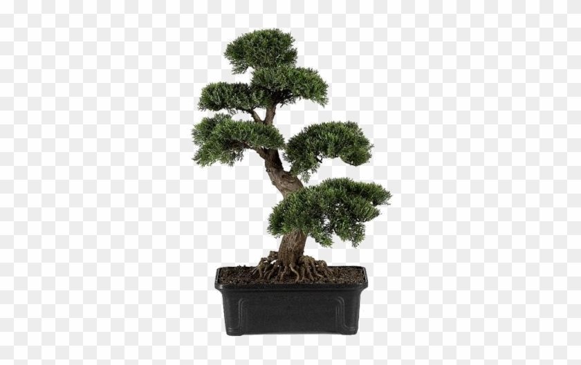 Video - Nearly Natural 4103 Cedar Bonsai Silk Plant 24inch #1330515