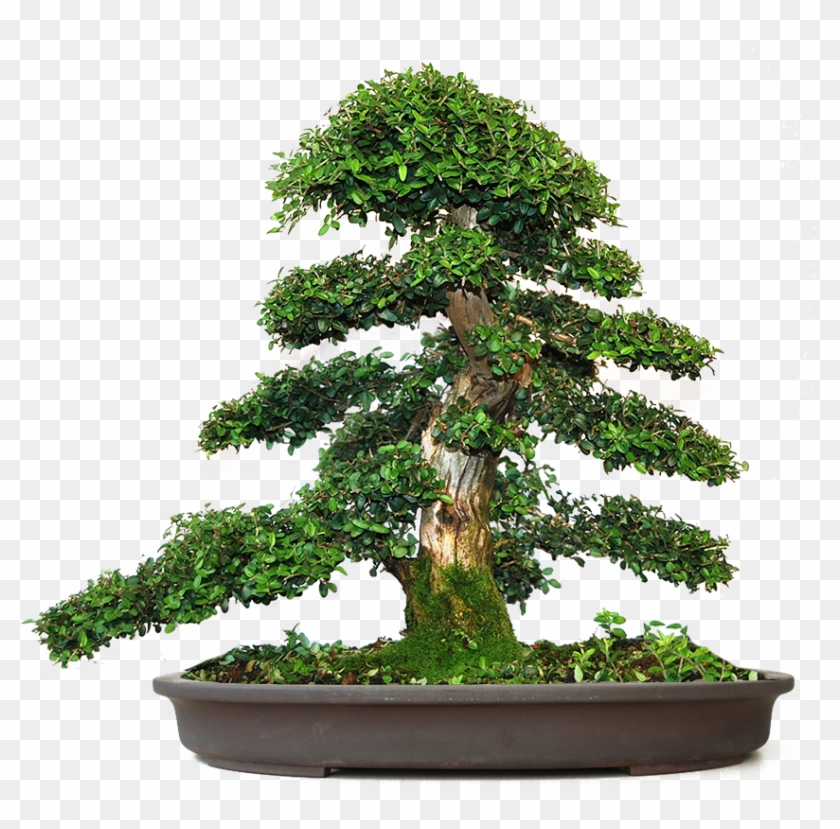 ¡estamos Siempre Aprendiendo - Bonsai - Free Transparent PNG Clipart ...