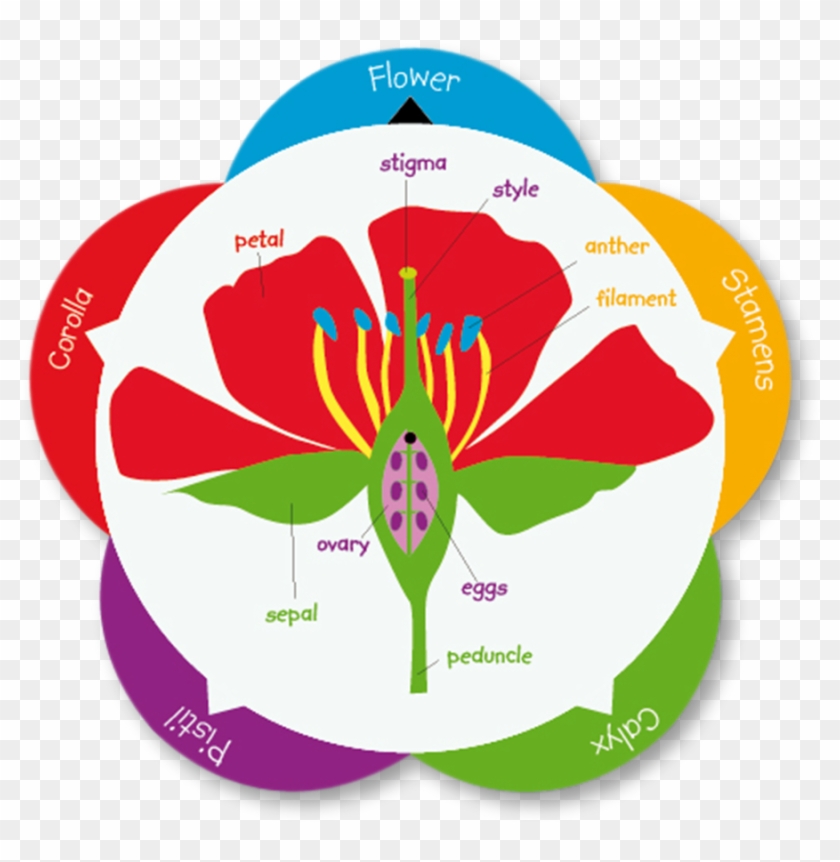 Parts Of A Plant Clip Art #1332497