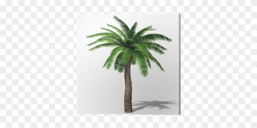 Cuadro En Lienzo 3d Ilustración De Una Palmera • Pixers® - Attalea Speciosa #1333216