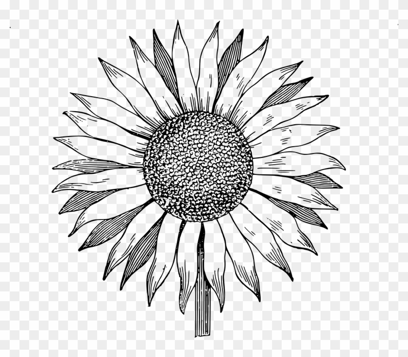 Download Download Clip Art - Sunflower Vector Black And White Png ...
