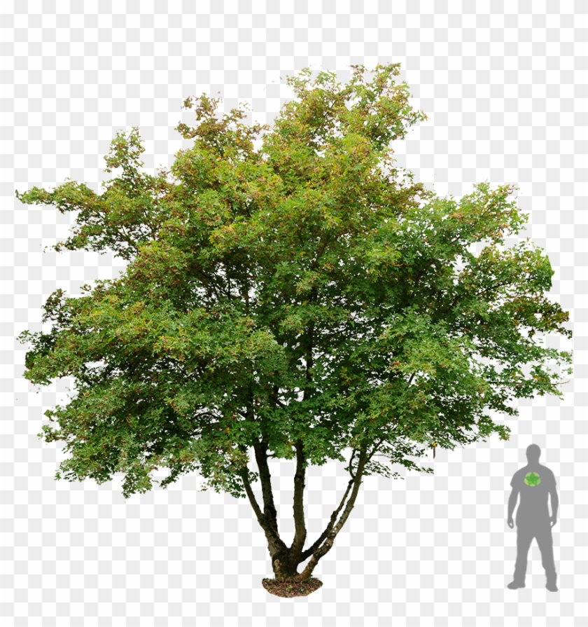 Acer Campestre Feldahorn S F Flx026253f5dfa2dbdf6 - Acer Campestre Png #1334552